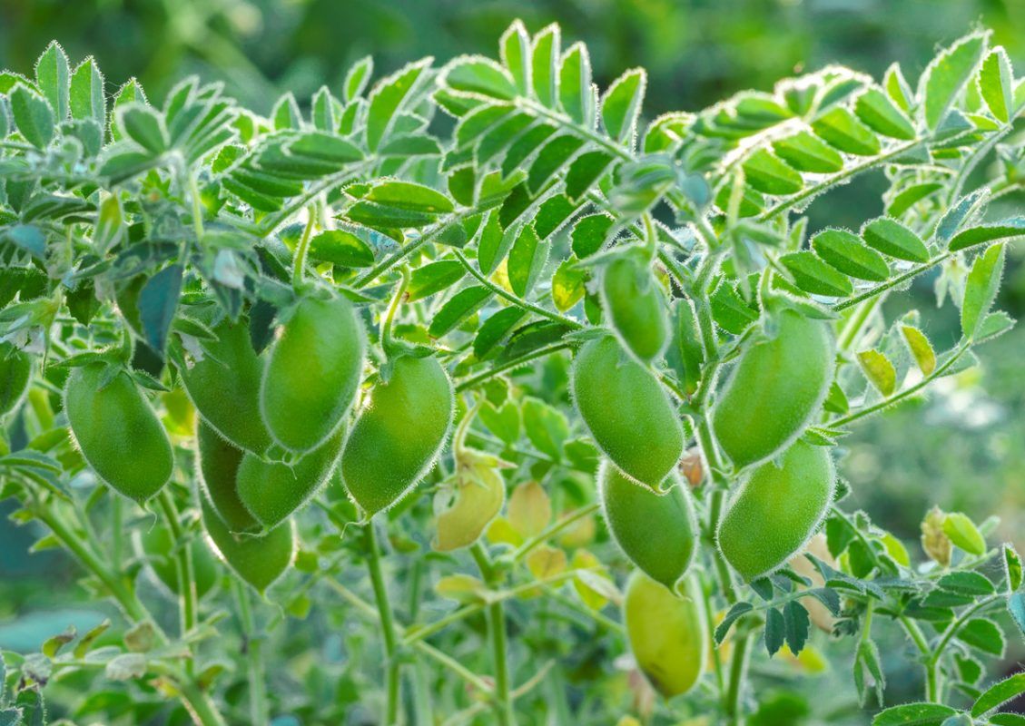 Cruz Blanca de Vallecas